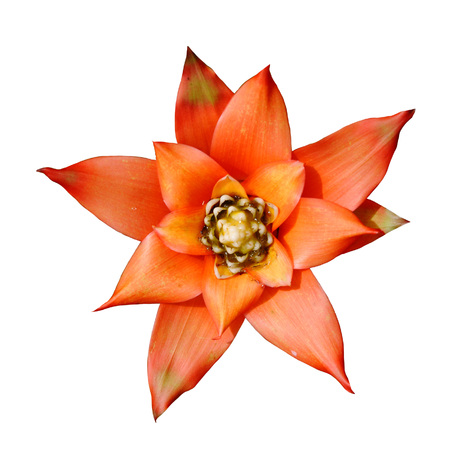 isolated Bromeliad, Ananas Comosus, Pineapple red orange flower side view. Graphic resource on white backgroundの写真素材