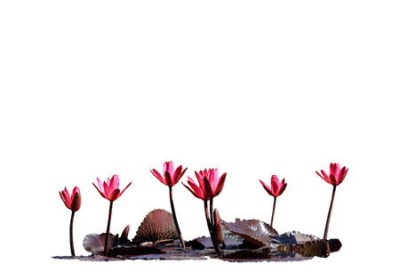 isolated lotus water lily red flower side view. Graphic resource on white backgroundの写真素材