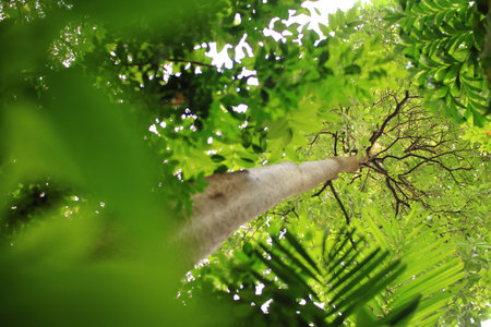 tropical forest tree canopy. multi layer plants in lush jungle. Looking uo from under big evergreen...