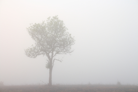 misty morning in the woods. silhouette of trees grove in thick white morning fog. pale color wood obscure by moisture in the mountains forest air.の写真素材