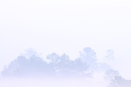 Mountain forest outline in a morning mist. silhouette of trees grove in thick white morning fog....