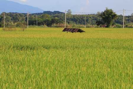 full grown rice field. wet irrigated paddy fields in rural areas of Ayutthaya Thailand. blue clear sky and clouds. traditional indigenous method of farming rice crop in southeast Asia country.の写真素材