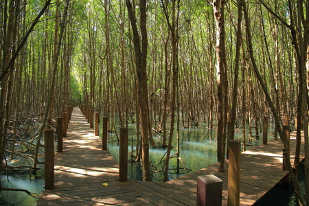 educational trail in mangrove forest. wetland learning center. broad walk in natural ecosystem.の写真素材