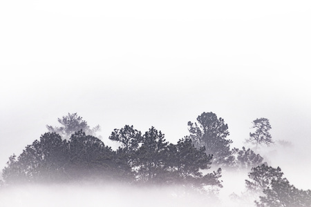 silhouette of tropical forest covered in morning fog. misty jungles on Thai mountain. white water vapour covered trees only outline can be seen.の写真素材