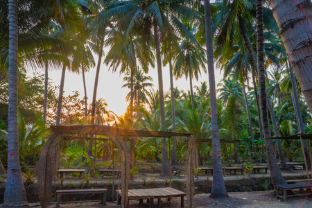 Coconut plantation ditch and dike orchard in Thailand.
Grow orchard in rows earth dike in a wet ditch areas. Sunset golden hour in a tropical garden.の写真素材