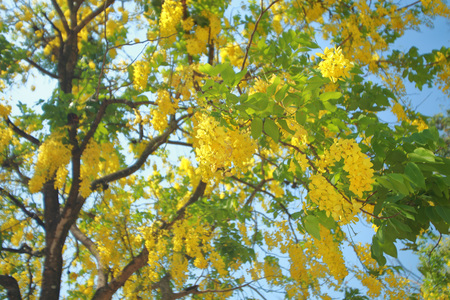 cassia fistula. golden rain tree a flowering plant in the family Fabaceae. The species is native to the Indian subcontinent. known in Thai as ratchaphruek. tree in full yellow bloom.の写真素材