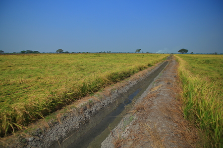 earth ditch irrigation canal feeding water to paddy fields. large flat wet green rice paddy fields. Rural agriculture scene of tropical rice culture Asian countries.の写真素材