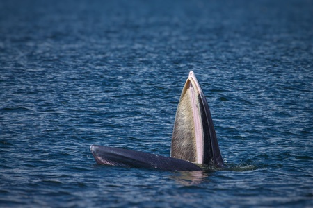 bryde's whale feeding in the ocean. members of the baleen whale familyの写真素材