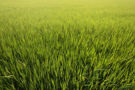 full grown rice. rice field close-up. dirt road path for controlling the agricultural area. ready to harvest rice in a paddy field in tropical regions of Thailand.の写真素材