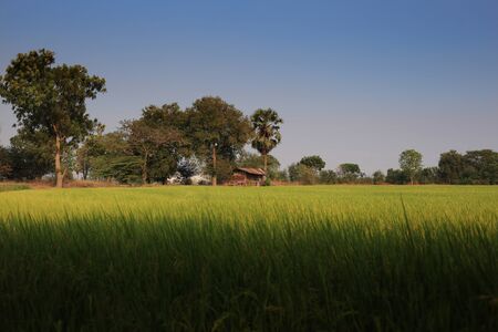 rice field of wet paddy. full grown rice in rural farm in rural province of Thailandの写真素材