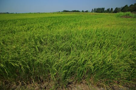green field of rice paddy. Agricultural activities in tropical Asian country, Thailand rice production area.の写真素材