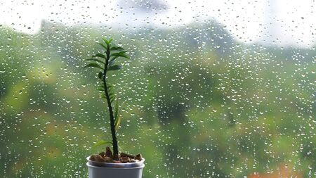 small decorative plant in a pot next to droplet sprayed glass window. blurred tree foliage leaves in the background. rain season concepts.の写真素材