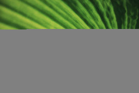 soft focus green leaf texture for inspiration and copy space background. ecology environment relaxing mind theme. peaceful and restoration concept.の写真素材