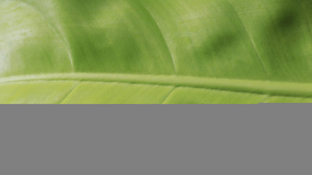 close up leaf texture showing leaf vein details. green environmental friendly and ecological...