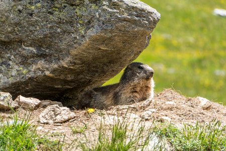 Marmot in front of constructionの写真素材