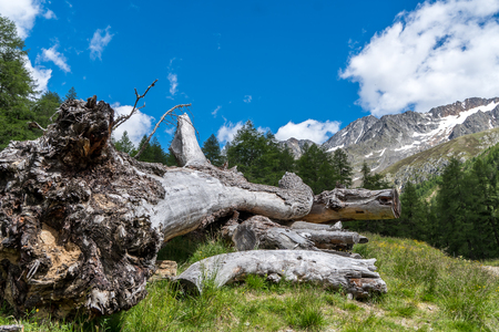 dead tree in front of mountain sceneryの写真素材