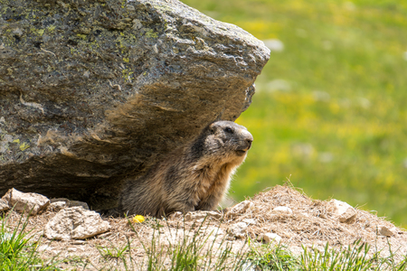 Marmot in front of constructionの写真素材