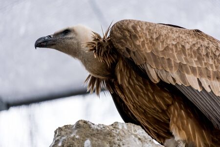 vulture on a rockの写真素材