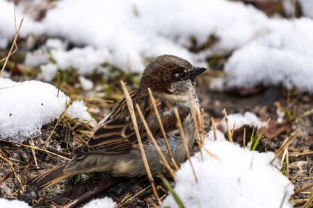 little bird in snowの写真素材
