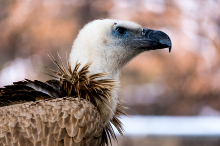 side face of a vulture