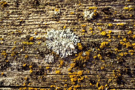 dark wooden plank with white and yellow mossの写真素材