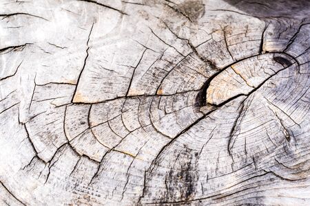 closeup texture of a wooden trunkの写真素材