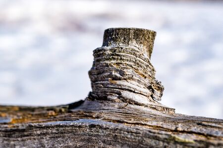 piece of wooden branch closeupの写真素材