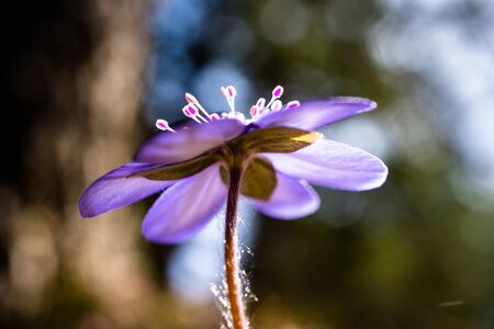 macro of a blue flower with blurred backgroundの写真素材
