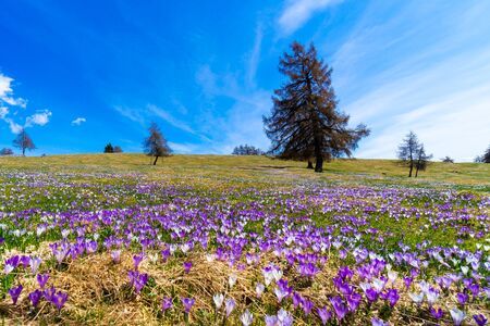 field of white and blue crocus and larch trees on a alpine meadowの写真素材