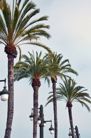 Along the seawall, palms and lamps march togetherの写真素材