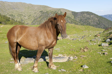 Pregnant wild chestnut mare posing in the high grasslands of Andorra の写真素材