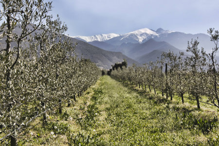 Catalan mountain Canigou towers above the olive treesの写真素材