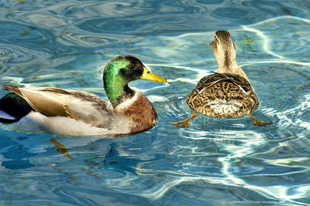 Painted blue pond attracts the sunlit ripples as the ducks swim の写真素材