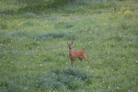 Red brown summer coated the deer is caught with a dandelion stalk in his mouth in a flower meadow の写真素材
