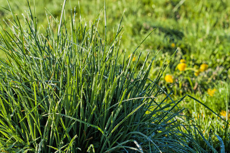 Frosty grass stems sparkle in the early morning sunの写真素材