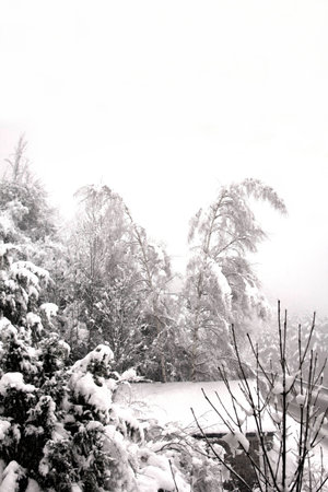 Snow scene makes a world of shades of grey with the snow lying heavily on the tree branchesの写真素材