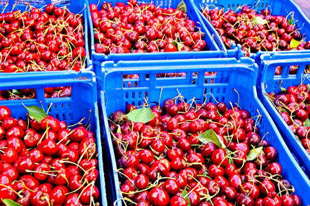 Brought down from the wild cherry trees found higher up in the mountains for sale in the local marketの写真素材