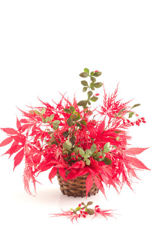 Vertical Display of Scarlet Japanese Acer Leaves with Cotoneaster Berries の写真素材