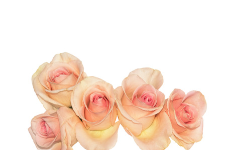 Shaded Rosy Pink and Yellow Petals Make up these Flowersの写真素材