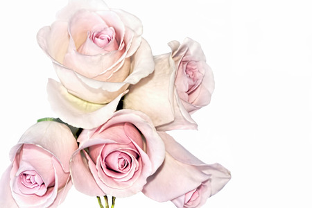 Classic Long-Budded Silvery Pink Tea Rosesの写真素材