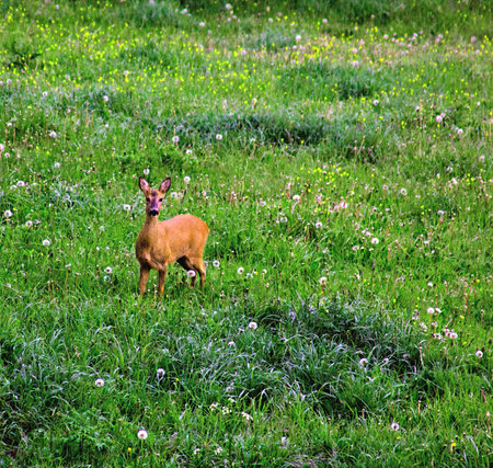 Young European Deer Caught in a Summer Meadowの写真素材