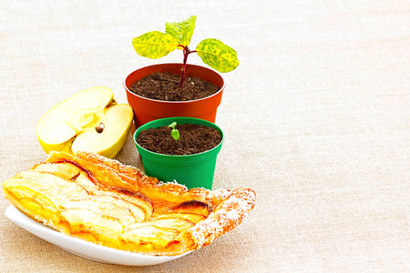 New Beginnings, Apple Pip Through Seedling to Golden Pastry and Juicy Fruit Slicesの写真素材