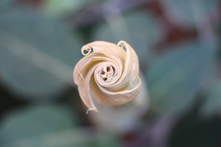 Datura Flower Budの写真素材