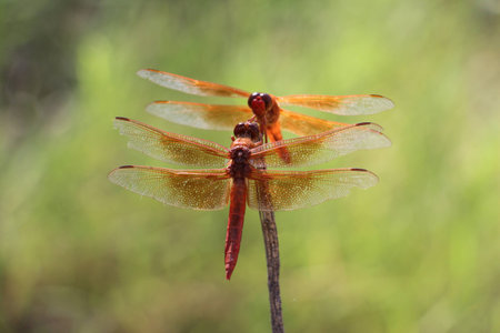 Close up of two dragonflies staring at each otherの写真素材