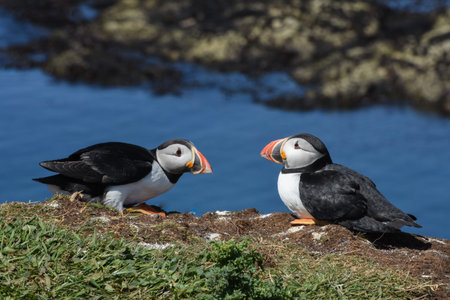 Two puffins resting on edge of cliff on island in Hebrides Scotland