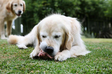 Golden retriever dog with a boneの写真素材