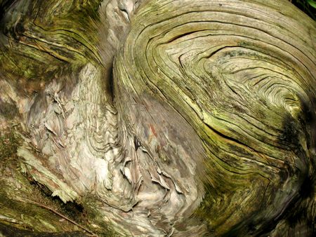 Tree textureの写真素材
