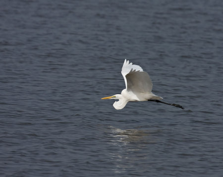 Great White Egret flying low