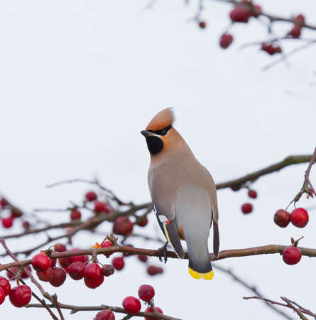 Bohemian Waxwingの写真素材