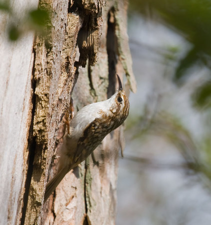Treecreeper at Warnhamの写真素材